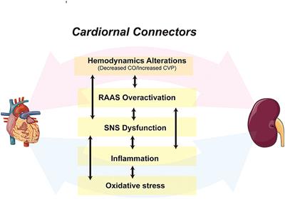 Mitochondrial Dysfunction: An Emerging Link in the Pathophysiology of Cardiorenal Syndrome